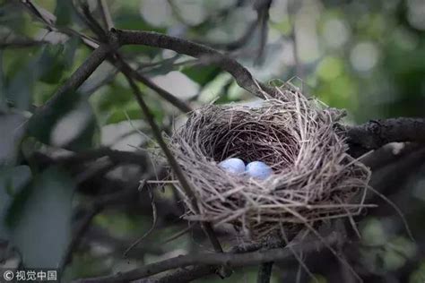 鳥在家裡築巢|【鳥在家裡築巢】鳥兒在家裡築巢預示什麼？風水專家。